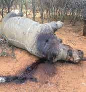 March 19-20, 2017 Kruger National Park, Mpumalanga Province, South Africa - The worst came 2 days crowned with the arrest of 10 presumed poachers and the seizure of 4 large firearms.