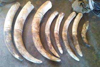 17 January 17, 2017 Nwoya District, Northern Region, Uganda Seizure of 2 tusks, each weighing 27 kg. Arrest of Ayella Bob, Okello Eric, and Otema Justin.