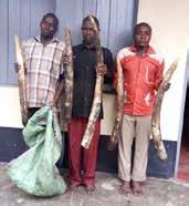18 January 21, 2017 Nebbi, Northern Region, Uganda Seizure of 21 kg of worked ivory. Arrest of Draku Adnan, 36, and Bakole Bruhan, a 42-year-old carpenter.