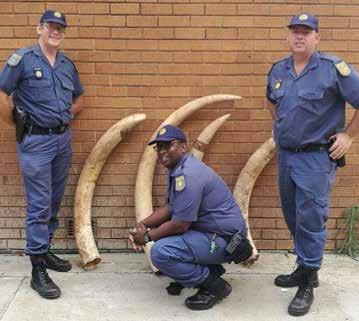 March 8, 2017 Munsieville, Krugersdorp, Gauteng Province, South Africa Some people judge it necessary to cut tusks into small pieces and stuff them into ziplock bags, this one was in the street with