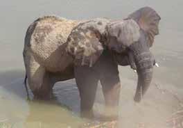 GABON January 4, 2017 Libreville, Estuaire Province, Gabon Seizure of 2 ivory tusks.