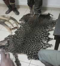 From seahorses to rhino horns, ivory, claws and lion teeth, they had all the fauna gold in their bags. 2 Marcia Street Google GABON March 2, 2017 Gabon Three arrests.