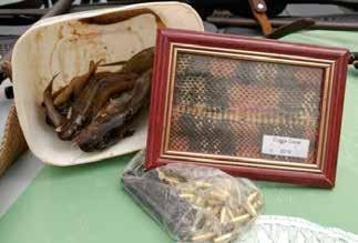 January 15, 2017 Orlandia, State of Sao Paulo, Brazil Seizure inside plastic boxes of a boa constrictor (Boa constrictor, Appendix II), 2 tarantulas (Theraphosidae spp.