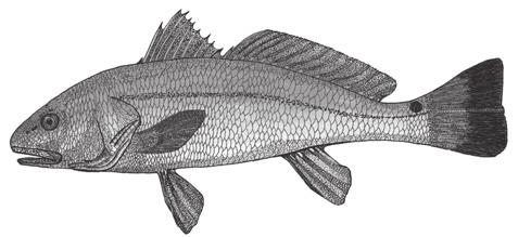 Both Striped and White mullet are called Biloxi Bacon along the Mississippi Gulf Coast as this species is a staple for subsistence fishermen and a principal prey species for larger fish.