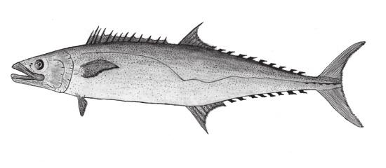 Common Finfish in Mississippi Waters King Mackerel Scomberomorus cavalla Gag Mycteroperca microlepis Kings are constantly on the move and migrate along the entire northern Gulf of Mexico, where they