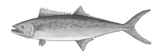 King Mackerel in excess of 60 pounds are taken each year by fishermen who troll and cast for them as far south as the mouth of the Mississippi River.