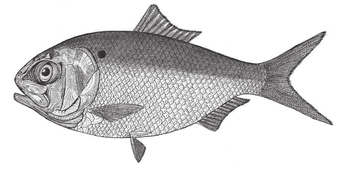 Menhaden METHOD OF TAKING Menhaden are traditionally taken using purse seines. Boats and nets for taking menhaden are commercially licensed separately.