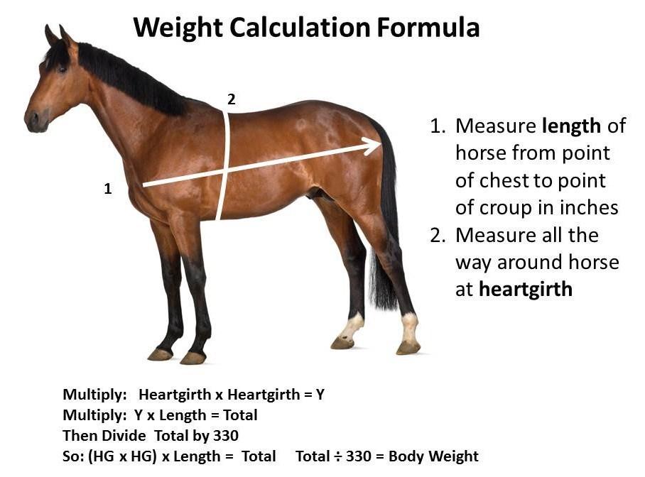 1 = POOR: Horse is extremely emaciated. The backbone, ribs, hipbones and tailhead project prominently. Bone structure of the withers, shoulders and neck easily noticeable.