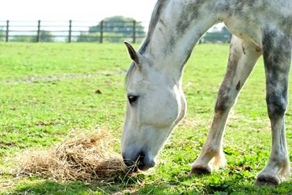 1. If possible, feed smaller amounts more often. A horse grazes (eats grass) a little at a time throughout the day and night. This is because the horse has a small stomach for its size.