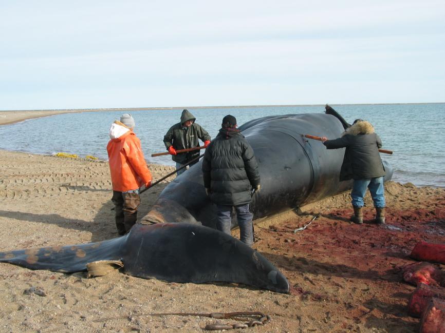 Whales Harvested Near Cross Island, 2004