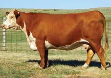RRRRRRRRRRRRRRRRRRRRRRRRRRRRRRRRRRRRRRRRRRRRRRRRR FALL CALVING HEREFORD COWS IMR 396N Miss Advance 838U JA L1 DOMINETTE 2306Z 838U IMR 396N MISS ADVANCE 838U {DLF,HYF,IEF} 42900990 Calved: March 12,