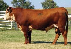 RRRRRRRRRRRRRRRRRRRRRRRRRRRRRRRRRRRRRRRRRRRRRRRRR COMING TWO-YEAR-OLDS IMR 3128A ADVANCE 5001C 5001C 43582238 Calved: Feb.