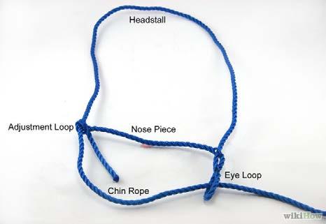 SHOWRING: HALTER BREAKING AND GENTLING HANDOUT 2 802 Halters are a tool to use when halter breaking livestock.