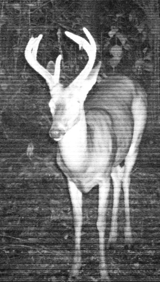 A management shooter or not? Deer #2 appears to be an old deer looking at his body: Sway back, deep belly, defined neck and facial features.