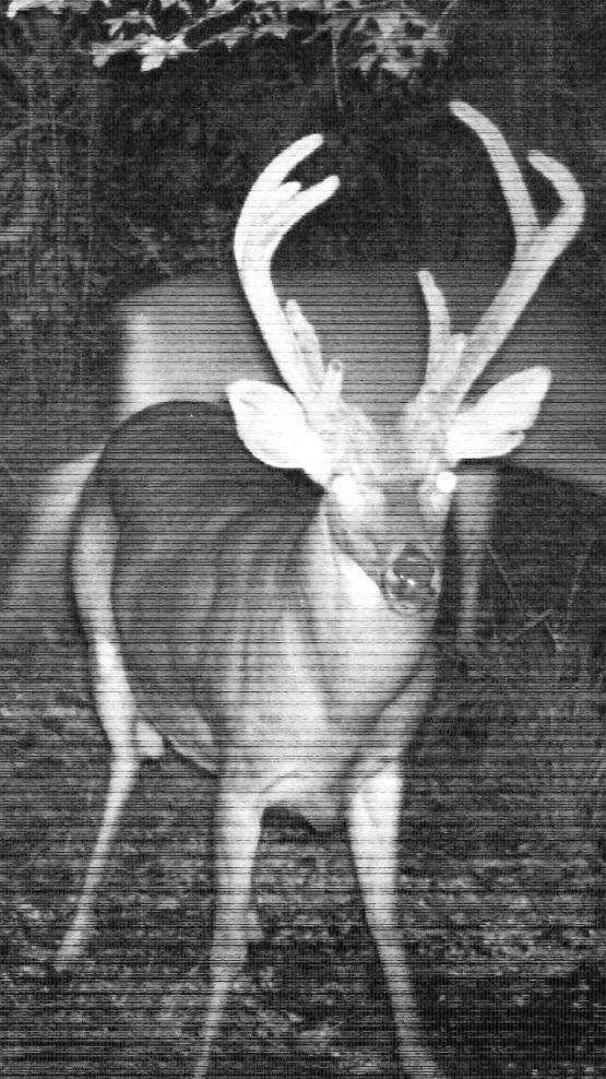 Deer #1 could be the offspring of #2. Based on his body, I don t think he is that old. Less chest and back, neck not as thick and face not as defined.