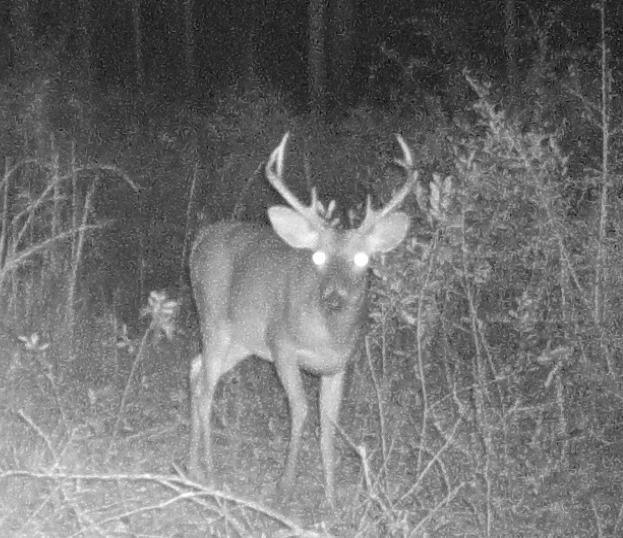 He has brow tines, so he is at least 6 point. Let s assume he is only a 6 point. Is he wide enough? Ears almost flat, but pitched a little forward.