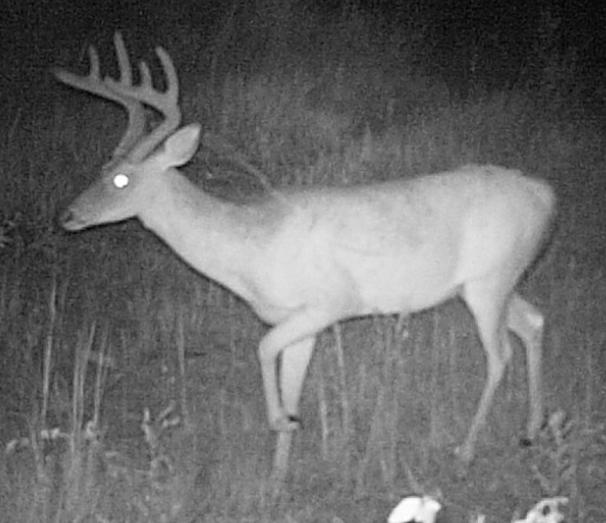 IS HE A MANAGEMENT BUCK? No or Maybe Not. Same deer, different angles. A management shooter or not?