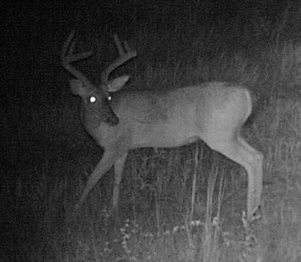 Spread probably makes it and he has no brow tines. Is he old enough? Look at the body.