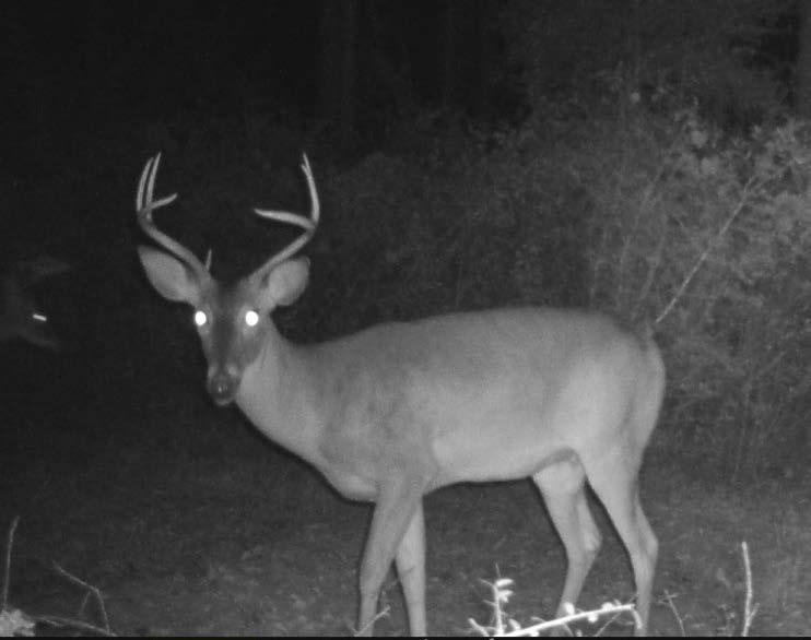 What if you shoot him and he was just an awesome 2.5-year old buck? Let him walk!