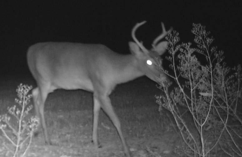 He may just make the spread, has 7 points and has a big body, but I don t think he is an old buck.