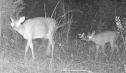 Once you identify it as a fawn, leave it alone ($100 for deer under 50 pounds) Left is