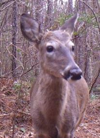2) Beware the devil deer a. We have spikes in much of the southeast, predominantly because of late birthdays and not because of genetics (this is different than Texas, but we aren t in Texas) i.