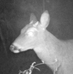 Above is a side and frontal view of the same deer. With the frontal view, the antlers blend into the ears.