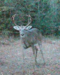The buck on the right appears to be a big 6 with plenty of spread and mass throughout the antlers.