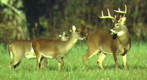 Quality Deer Management Balance deer herd with