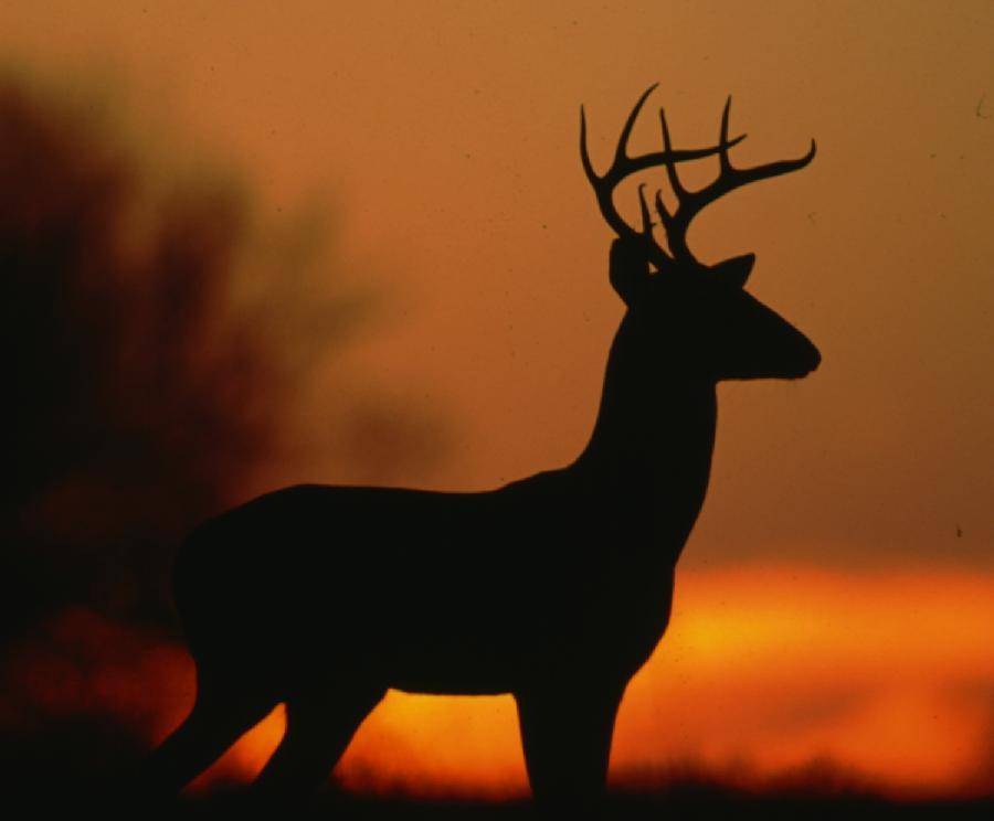 Quality Deer Management Association www.