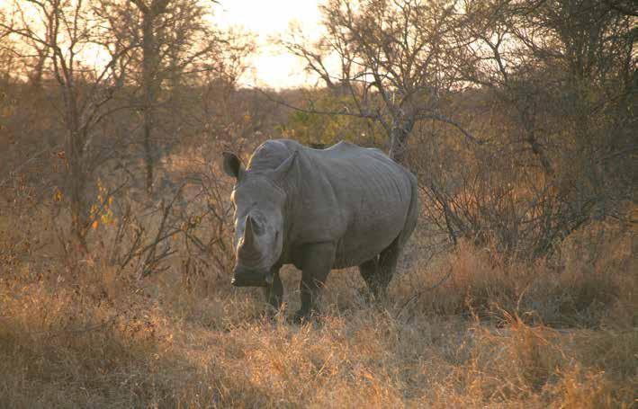 White rhino, Kruger National Park, South Africa horn trade, in a manner similar to Vietnam, a traditional rhino horn consumption country.