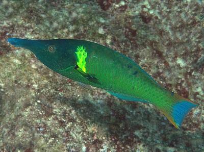 org Pacific Bird Wrasse (Gomphosus varius) Terminal phase (TP) Slender body with greatly elongated