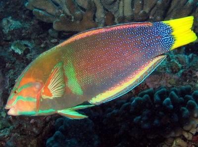 Yellowtail Coris (Coris gaimard) TP Variable from blue to green and red with yellow tail