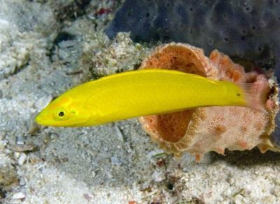 Canary Wrasse (Halichoeres chrysus) Bright golden yellow body Black spot on front of dorsal fin,