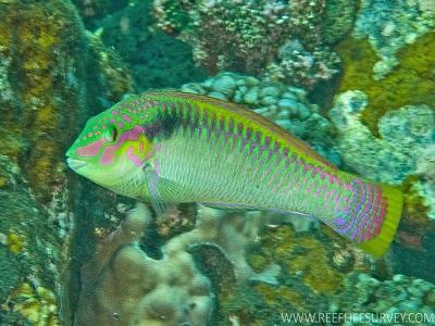 head Zigzag Wrasse (Halichoeres scapularis) TP Pale green with blue to lavender scale margins Blue to