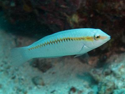 beds Photo by: Ian V Shaw Zigzag Wrasse IP/JP Whitish or pale green body with interrupted dark stripe