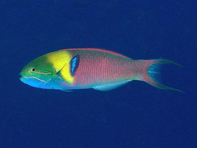 Wrasse (Thalassoma amblycephalum) TP Blue to green head, bright blue pectoral fin Wide yellow collar-like