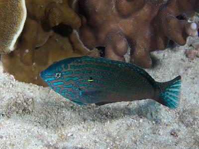 Leopard Wrasse (Macropharyngodon meleagris) TP Orange-red to purple or green undercolor with dark edged spot on