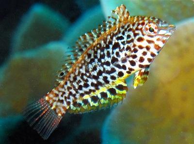 Wrasse IP White body with leopard-like pattern of closely-spaced brown and black spots Red bands on front of