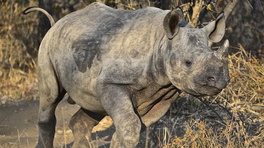 Rhino Orphanage in South Africa gives animals a safe haven from poachers By Associated Press, adapted by Newsela staff on 09.16.