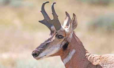 ANTELOPE HUNTING SEASONS ANTELOPE ANTELOPE CHARACTERISTICS The ability to distinguish between buck and doe antelope is citical to huntes holding licenses valid fo only does and fawns. 1 Buck 2 1.