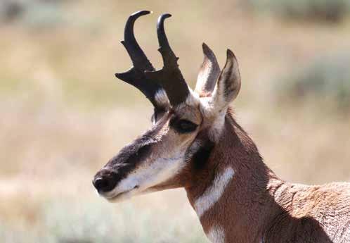 ANTELOPE HUNTING SEASONS gives you font-ow seats to Wyoming s wondeful wildlife A subsciption to Wyoming Wildlife is a monthly tip to see some of the state s most-enowned and ae wildlife up close and