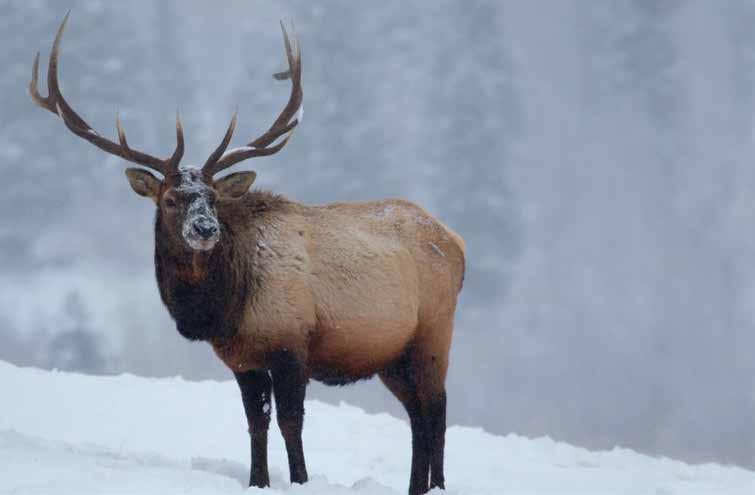 ELK HUNTING SEASONS 5 ELK CHARACTERISTICS 3 4 1. Body - tends to be eddish and lighte bown with dake legs. 2. Neck The neck is usually a chestnut bown, dake than the body. 2 1 3.