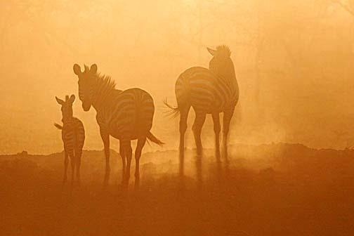 Zebras and Dust Tarangeri National Park, Tanzania I was excited as this scene unfolded in