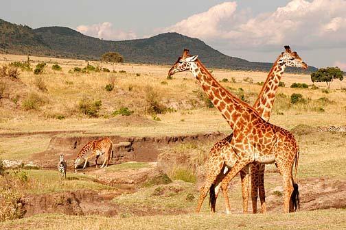 Two giraffes stood with their necks crossed with a third giraffe drinking and a herd of zebra