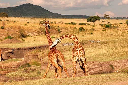 Giraffe Fighting Like two proud