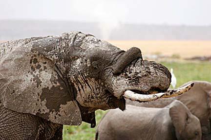 Elephant in Musth Amboseli National Reserve (Formerly Amboseli