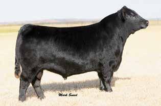2018 EAST TENNESSEE ANGUS ASSOCIATION SALE 22 WILL ROLE MODEL The sire of Lot 23.