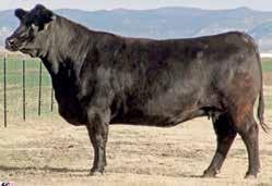 +L&H Rita TRA 107 Owned by Rainbow Angus Farms, Bluff City, TN. +31 +.27 +.40 +63.99 +104.98 +5 +1.