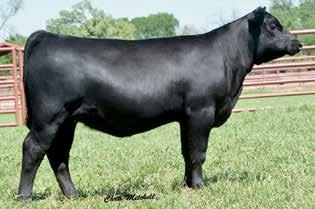 This female ranks in the top 5% of the breed for. Bred to calve September 3, 2018, to JMB TRACTION 292. Examined Safe. 44 RITA 6832 The donor dam of Lot 30.